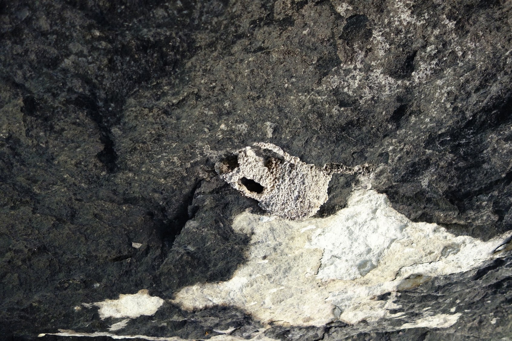 Натиснете снимката за да я уголемите
Име:DSC04105.JPG
Прегледи:1
Размер:663.3 КБ
ID:6158892